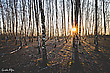 Birkenwald mit Sonnenstern