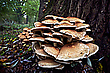 Waldpfannekuchen