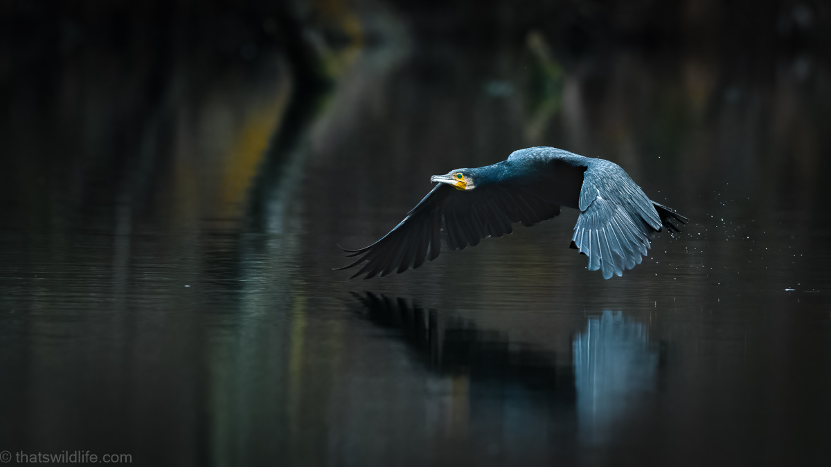 Tiefer Überflug