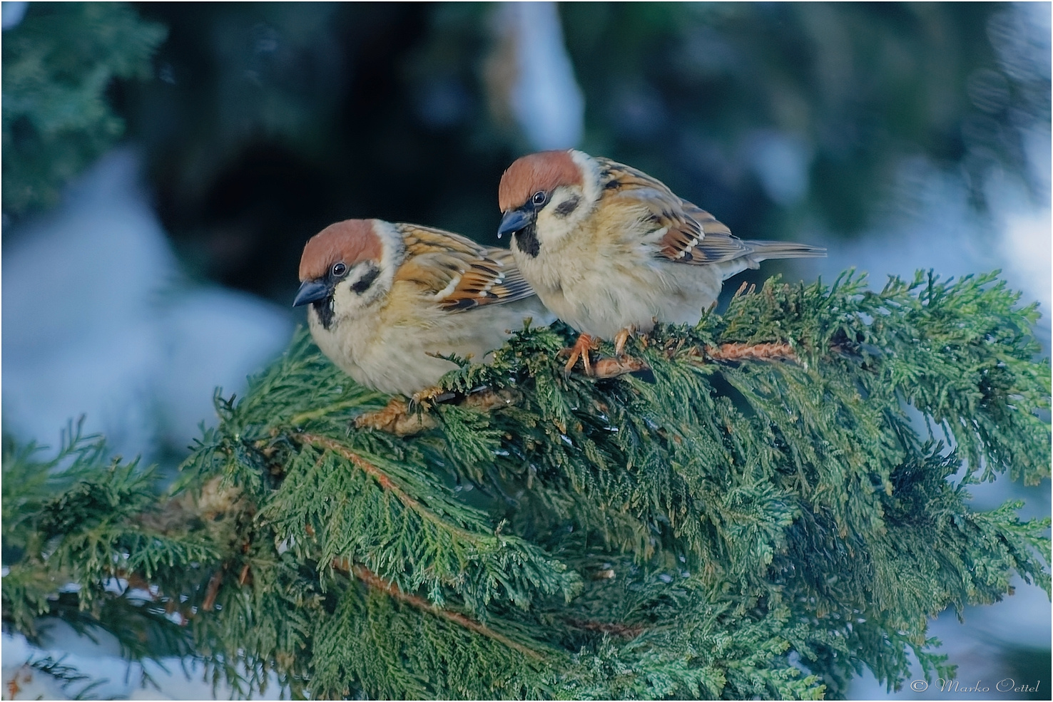 Feldsperling oder Feldspatz (Passer montanus)