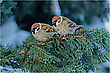 Feldsperling oder Feldspatz (Passer montanus)