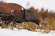 Ein Feinschmecker