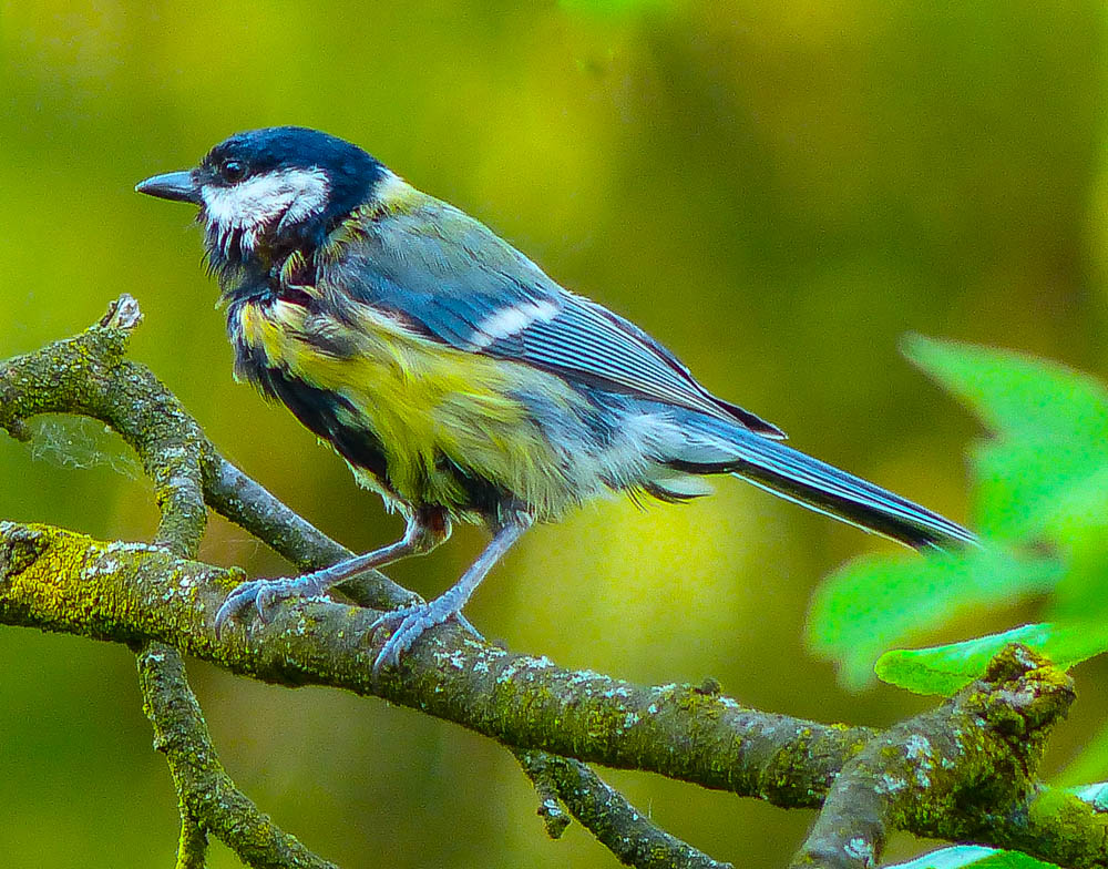 in Pose gesetzt