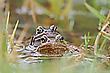 Heute habe ich das erste Grasfrosch Pärchen