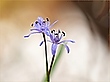 Blausterne am Neckar