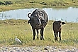 afrikanische Büffelkuh mit Kalb und Kuhreiher