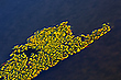 Donaualligator