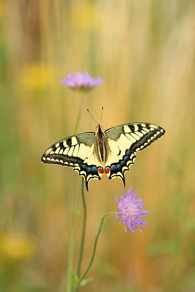 Sommerwiesenliebling