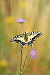 Sommerwiesenliebling