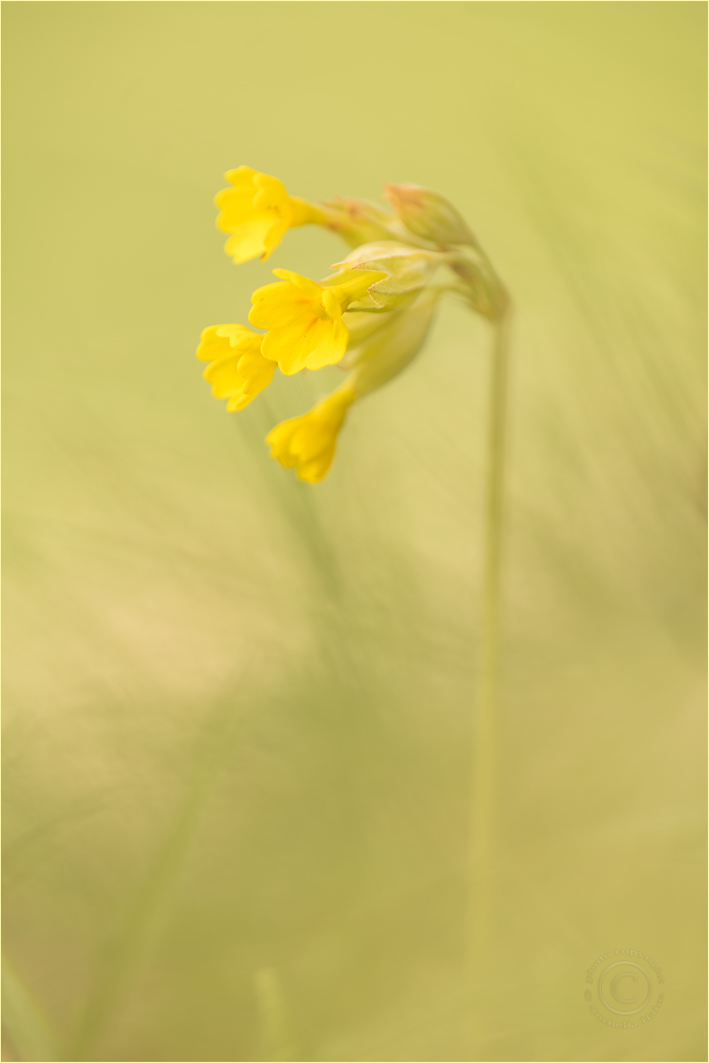 Der Schlüssel zum Frühling