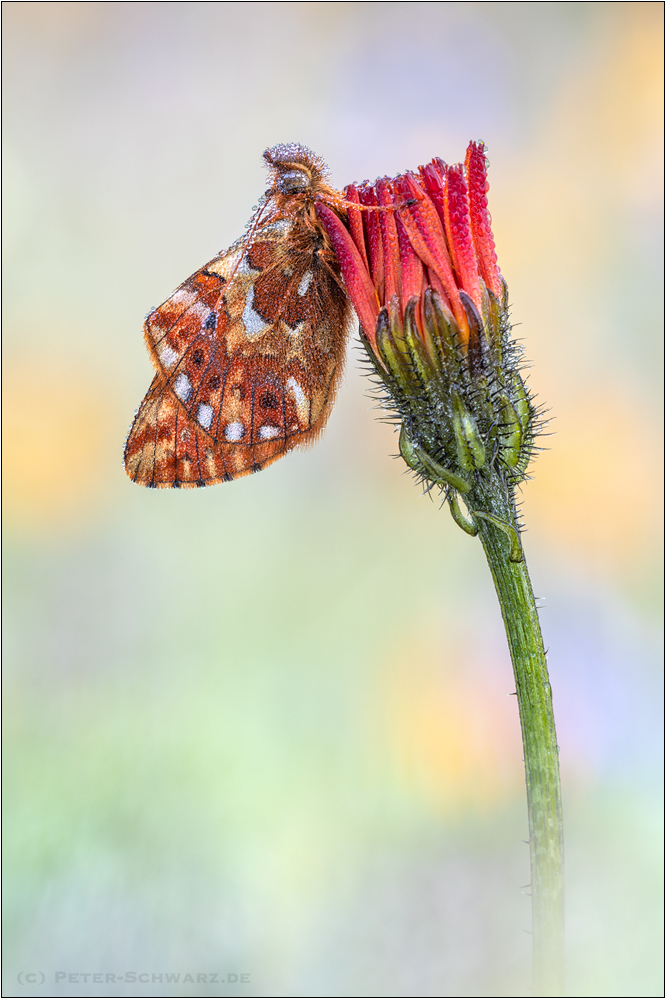 Boloria pales