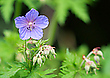 Kleine Blume
