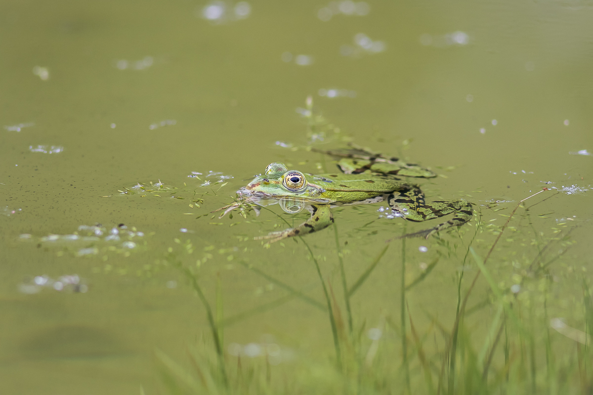 Teichfrosch in seinem Element