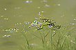 Teichfrosch in seinem Element