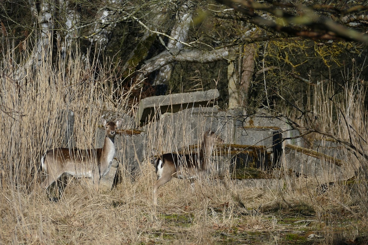 Gewöhnungsbedürftiges Habitat