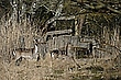 Gewöhnungsbedürftiges Habitat