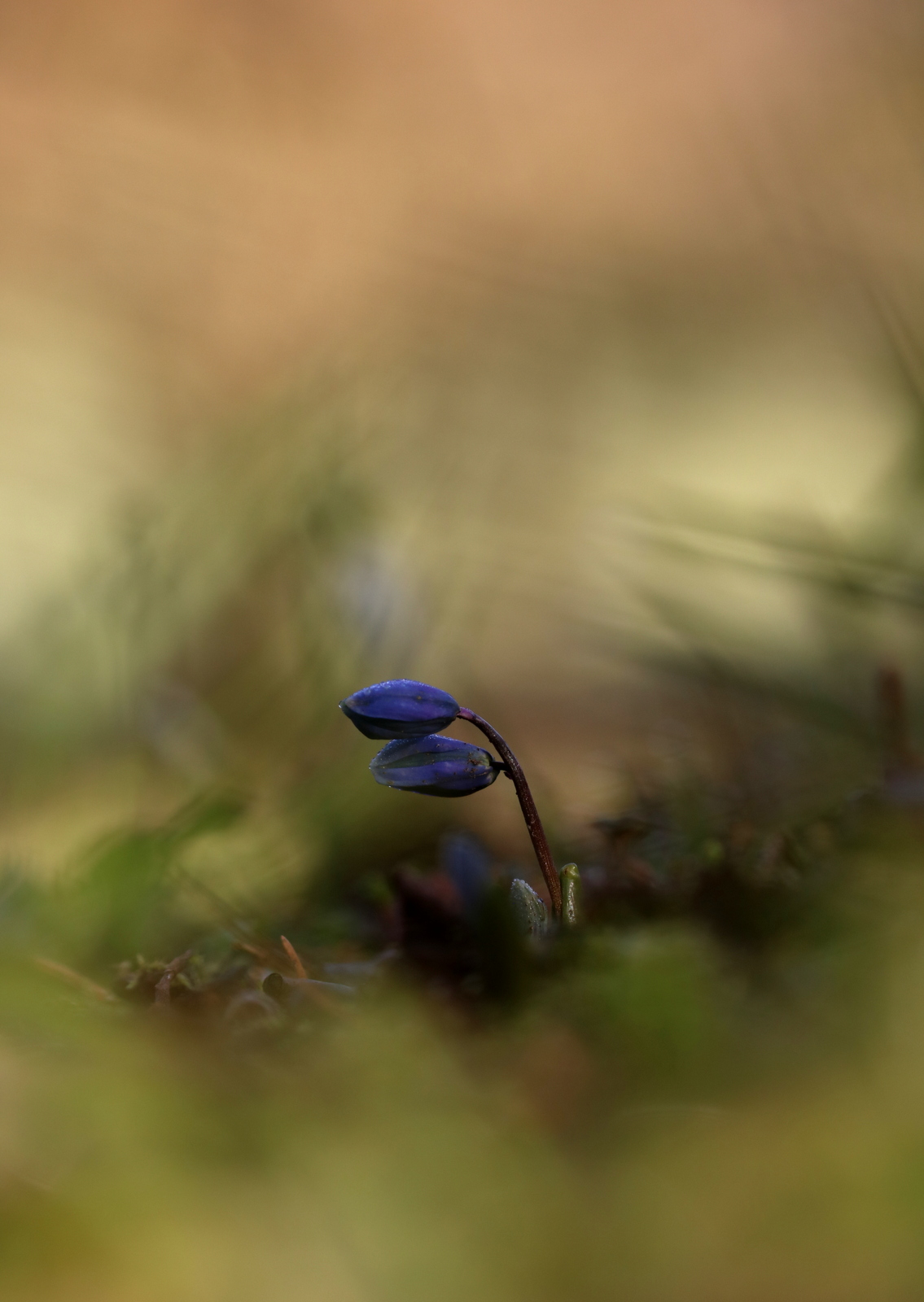 Blaustern