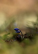 Blaustern