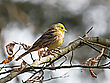 Goldammer im Wald