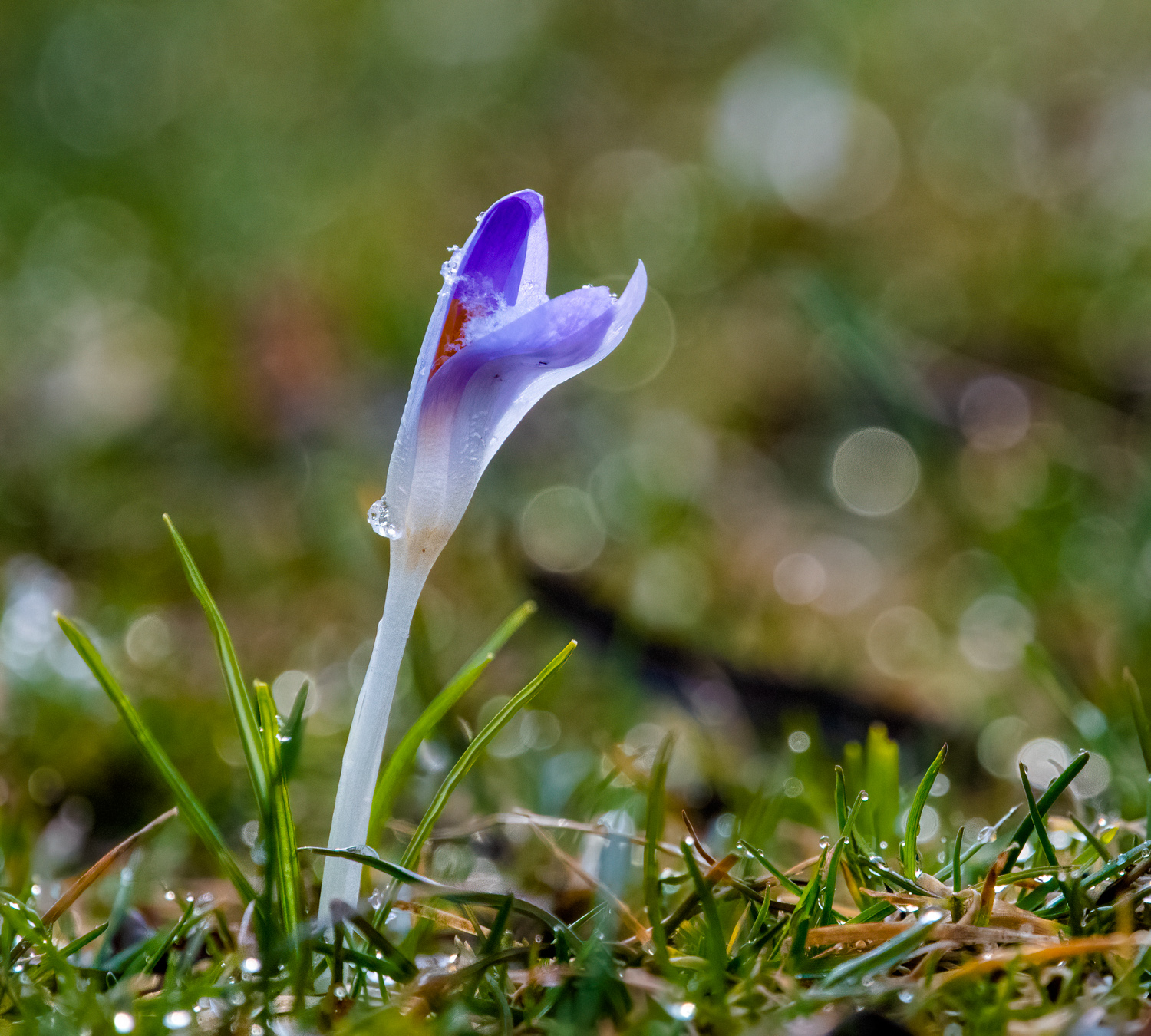 Krokus mit Eis