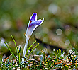 Krokus mit Eis