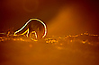Sonnenbad
