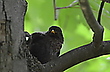 Amsel macht ein Nickerchen