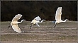 Abflugstudie eines Silberreihers