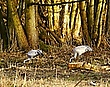 Wildlife