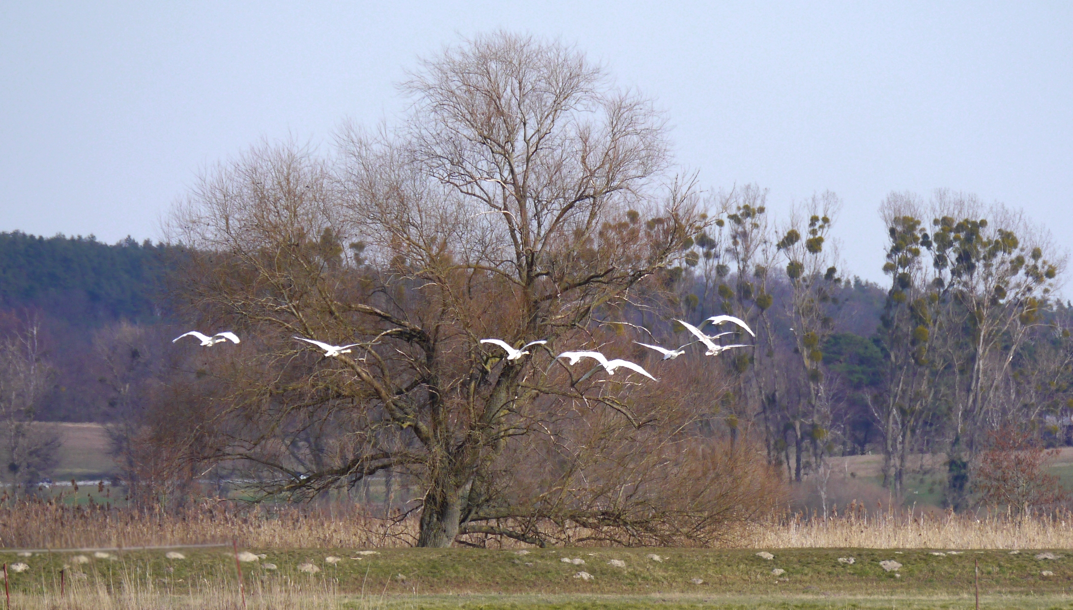 Deichlandschaft mit Schwänen und Misteln