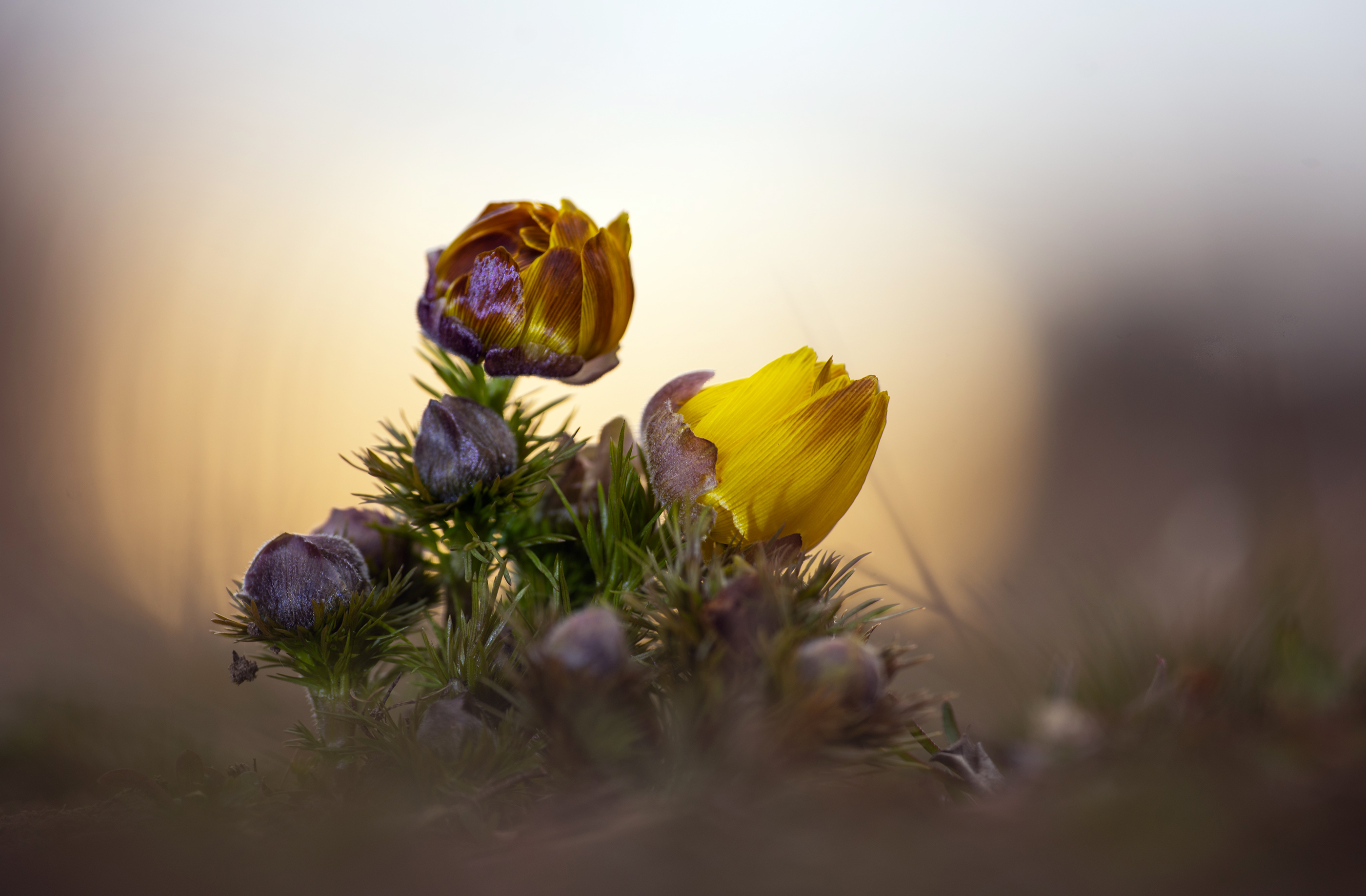 Die frühe Schönheit