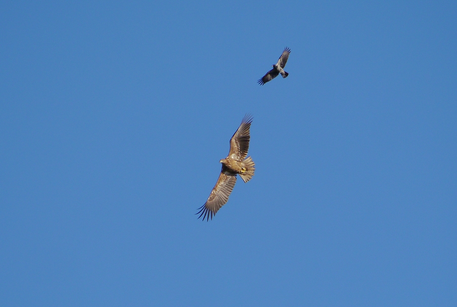 Noch einmal : Der SEEADLER und die Krähe