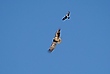 Noch einmal : Der SEEADLER und die Krähe