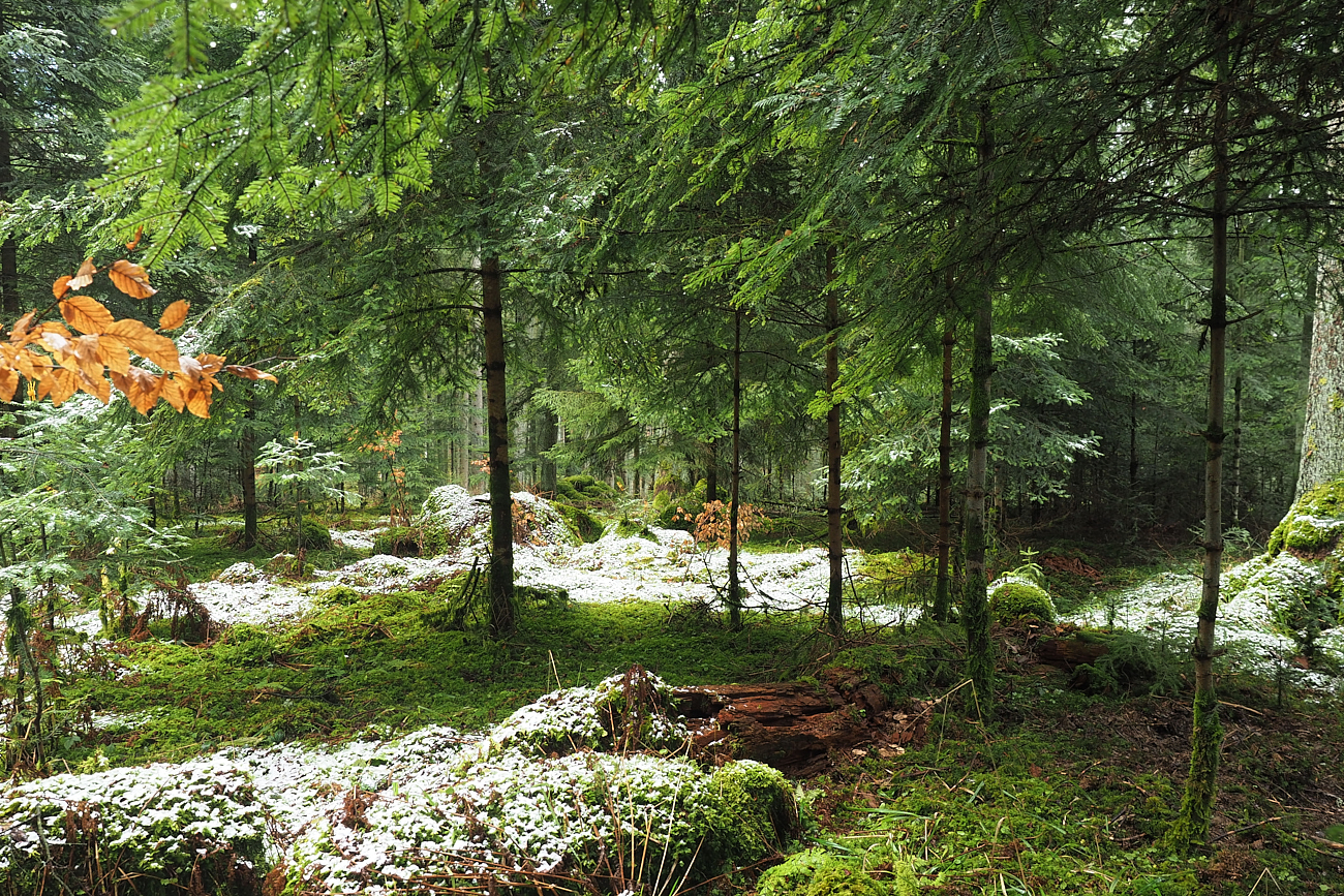 Drei-Farben-Wald