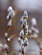 Frühlingsgruß
