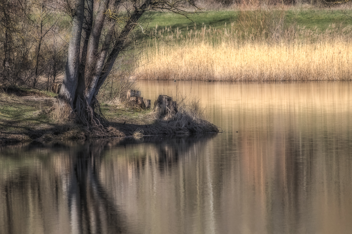 Heute Mittag am Teich