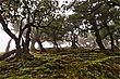 Lorbeerurwald...