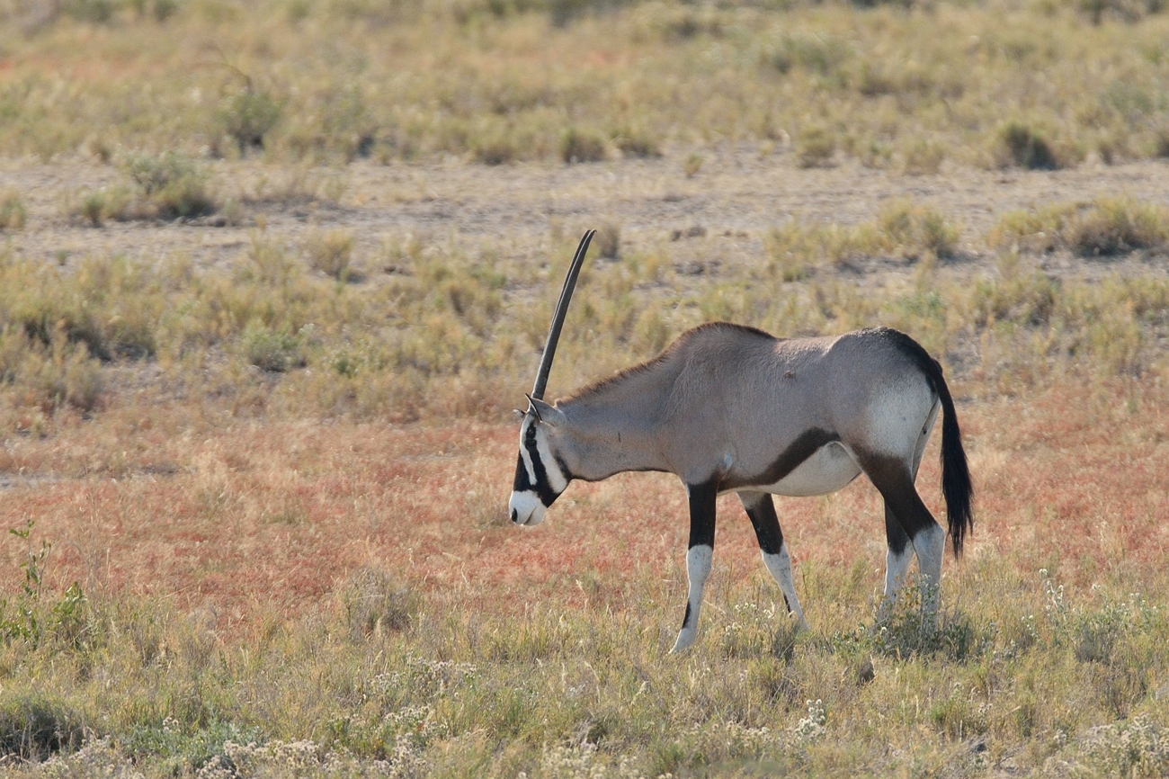 Südafrikanische  Oryxantilope