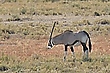 Südafrikanische  Oryxantilope