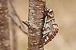 Endromis versicolora