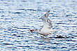Möwe mit Krebs