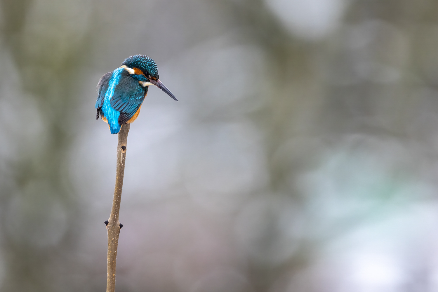 Eisvogel