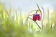 Lichtdurchflutet ...,