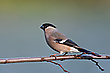 Gimpelweibchen
