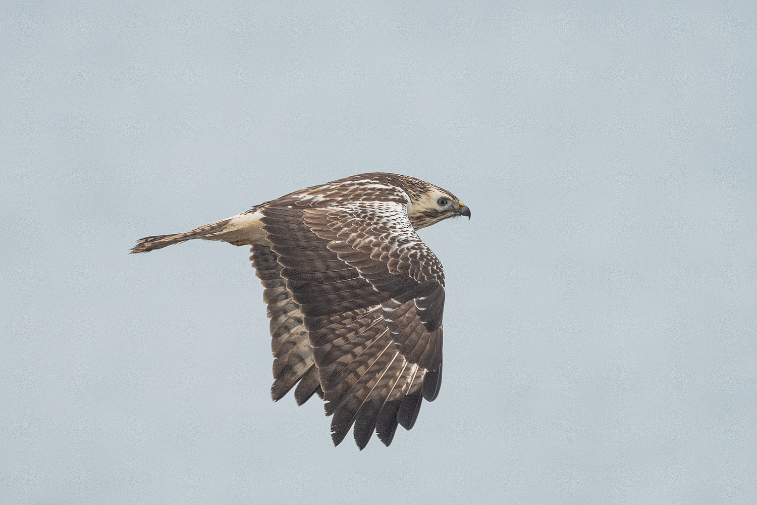 Bussard