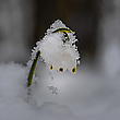 Märzenbecher oder doch Schneeglöckchen?