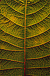 Blatt im Gegenlicht