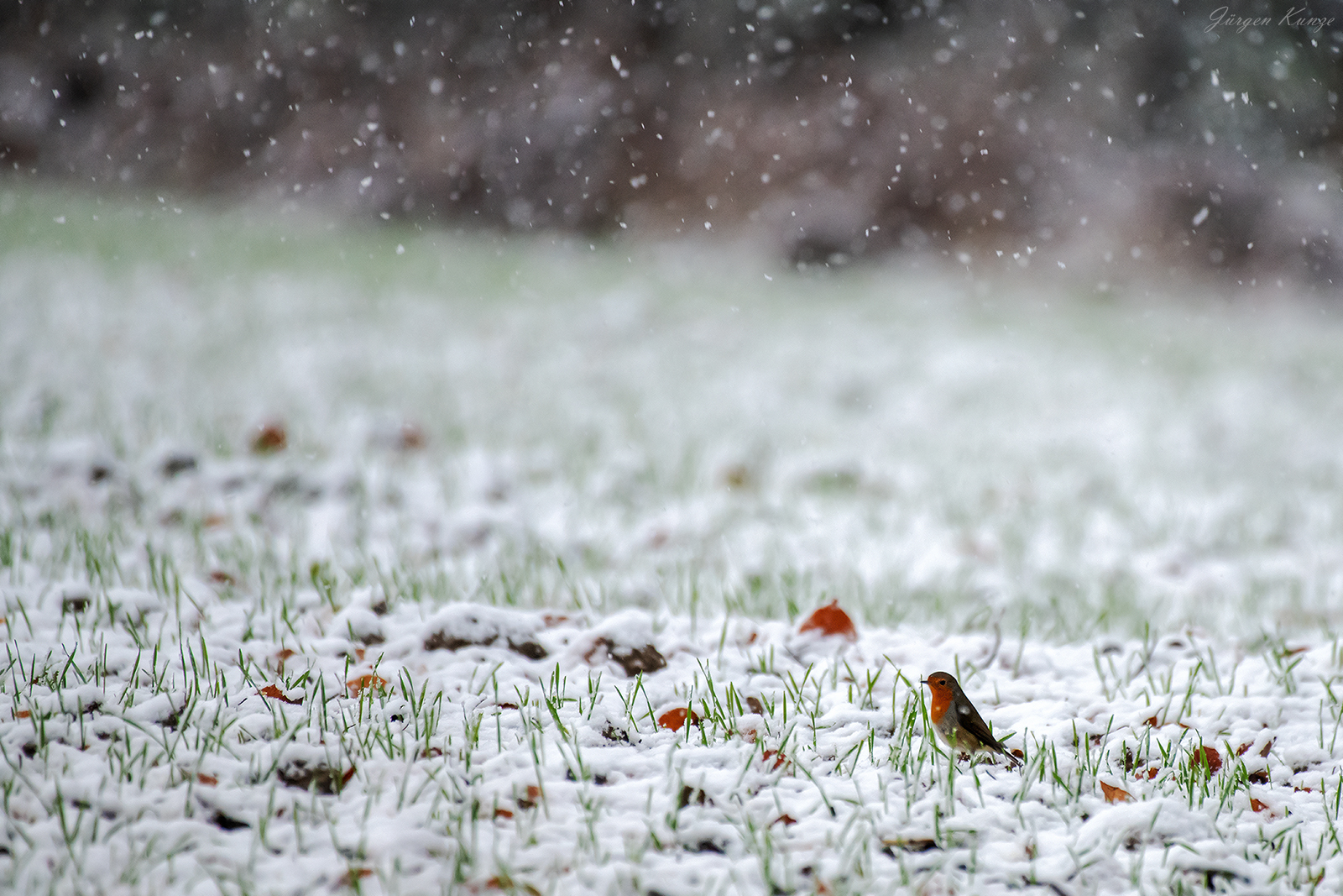 Im Schneegestöber