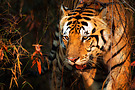 In freier Wildbahn (!) im Kanha NP / Indien