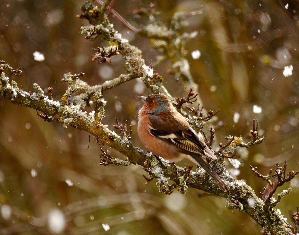 Leise rieselt der Schnee ...
